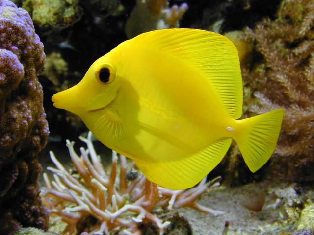 ZANCLUS FLAVESCENS